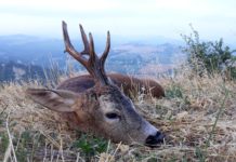 Errori e tolleranze nel prelievo selettivo prelievo selettivo