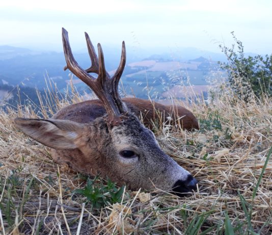 Errori e tolleranze nel prelievo selettivo prelievo selettivo
