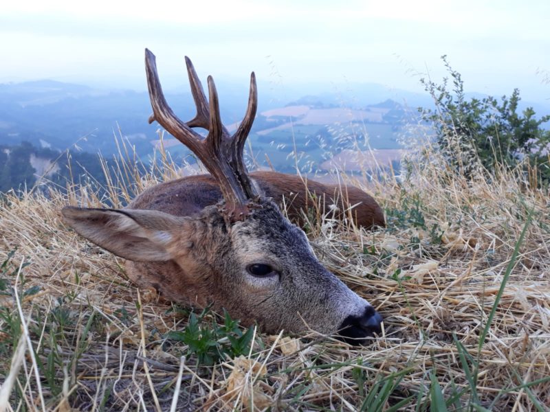 prelievo selettivo prelievo selettivo