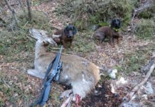 Abbattimento sanitario per la salute della specie Abbattimento sanitario