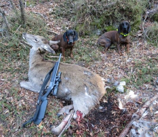 Abbattimento sanitario per la salute della specie Abbattimento sanitario