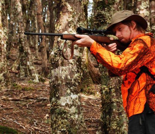 Caccia in braccata al cinghiale: qual è il periodo migliore? caccia al cinghiale