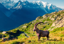 Da Uncza borsa di studio per laurea su fauna selvatica alpina Borsa di studio per laurea da Uncza