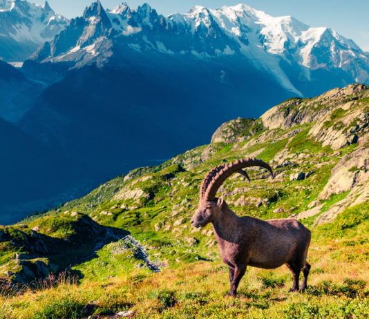 Da Uncza borsa di studio per laurea su fauna selvatica alpina Borsa di studio per laurea da Uncza
