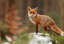 Conservazione della fauna: il ruolo dei cacciatori nel controllo dei predatori volpe su masso innevato: conservazione della fauna dai predatori