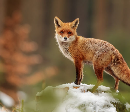 Conservazione della fauna: il ruolo dei cacciatori nel controllo dei predatori volpe su masso innevato: conservazione della fauna dai predatori