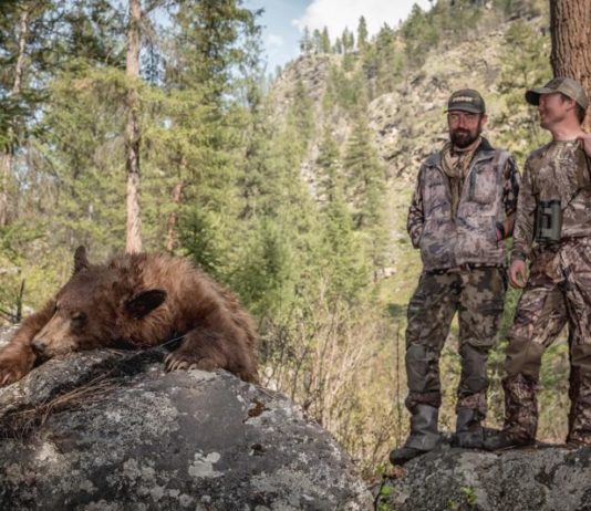 Caccia all’orso nero in America Caccia all'orso nero