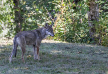 Gestione del lupo, Veneto: la proposta torna in commissione Gestione del lupo: lupo nella foresta
