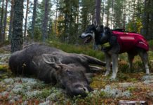 Caccia all’alce con Norma Caccia all'alce