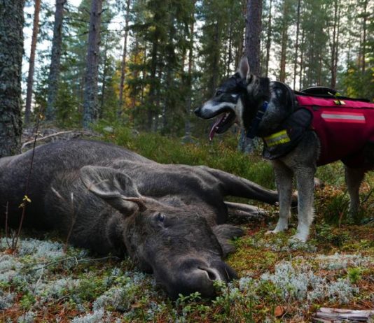 Caccia all’alce con Norma Caccia all'alce