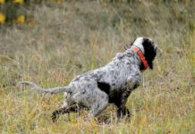 Caccia alla beccaccia: approccio al bosco Caccia alla beccaccia