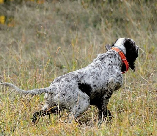 Caccia alla beccaccia: approccio al bosco Caccia alla beccaccia