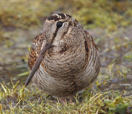 Calendario venatorio della Toscana, ora decide il Tar beccaccia calendario venatorio della toscana
