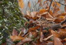 Caccia alla beccaccia e preapertura, il Tar della Toscana ha deciso caccia alla beccaccia, beccaccia tra foglie
