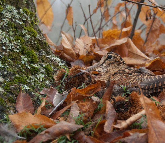 Caccia alla beccaccia e preapertura, il Tar della Toscana ha deciso caccia alla beccaccia, beccaccia tra foglie