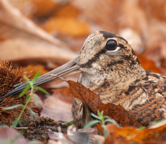 Caccia alla beccaccia e preapertura, Federcaccia Toscana e CCT ricorreranno al Consiglio di Stato caccia alla beccaccia in autunno