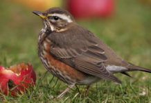 Caccia alla migratoria: governo impugna legge regionale Liguria caccia alla migratoria tordo sassello