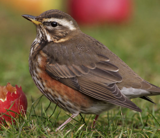 Caccia alla migratoria: governo impugna legge regionale Liguria caccia alla migratoria tordo sassello
