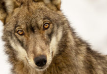 Cacciare a Palla aprile 2019 in edicola dal 16 marzo cacciare a palla aprile 2019, lupo in copertina