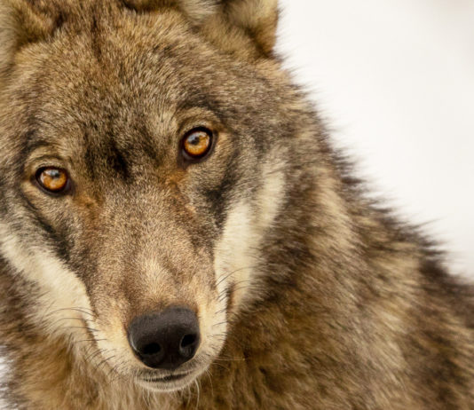 Cacciare a Palla aprile 2019 in edicola dal 16 marzo cacciare a palla aprile 2019, lupo in copertina