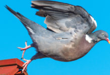 Diventare giudice di richiami vivi: ecco il corso di formazione colombaccio spicca il volo, giudice di richiami vivi