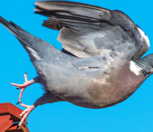 Diventare giudice di richiami vivi: ecco il corso di formazione colombaccio spicca il volo, giudice di richiami vivi