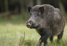 Contenimento del cinghiale, le idee della Provincia di Parma contenimento del cinghiale parma
