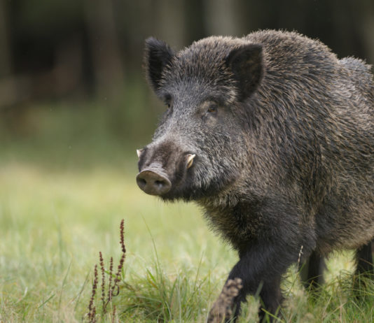 Contenimento del cinghiale, le idee della Provincia di Parma contenimento del cinghiale parma