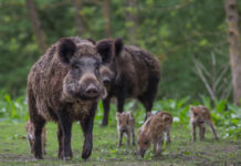 Contenimento del cinghiale, Lombardia chiede più coinvolgimento cacciatori due cinghiali adulti e quattro piccoli di cinghiale: contenimento del cinghiale