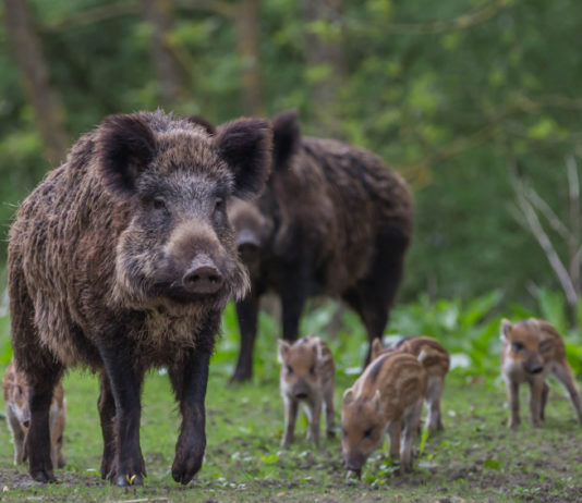 Contenimento del cinghiale, Lombardia chiede più coinvolgimento cacciatori due cinghiali adulti e quattro piccoli di cinghiale: contenimento del cinghiale