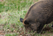 Danni da fauna selvatica, nelle Marche non si cambia danni da fauna selvatica cinghiale rooting