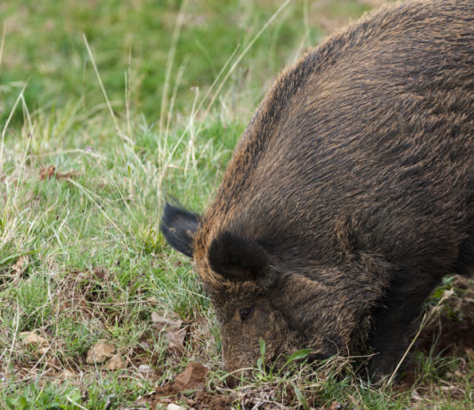 Danni da fauna selvatica, nelle Marche non si cambia danni da fauna selvatica cinghiale rooting