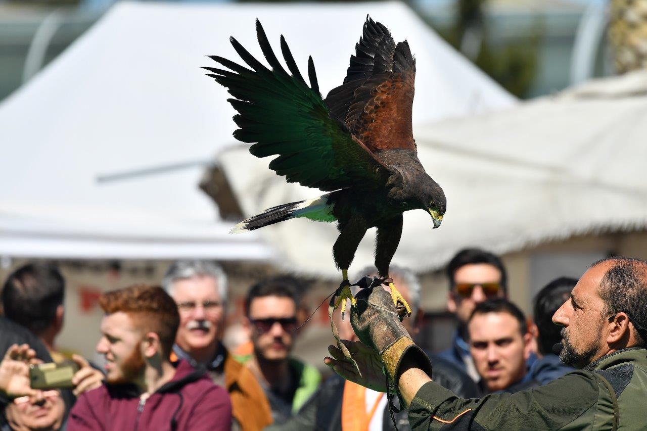 falconeria Hunting Show Sud