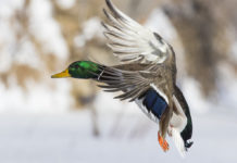 Caccia da appostamento in Toscana: ok a mozione su cessione autorizzazioni germano reale in volo caccia da appostamento