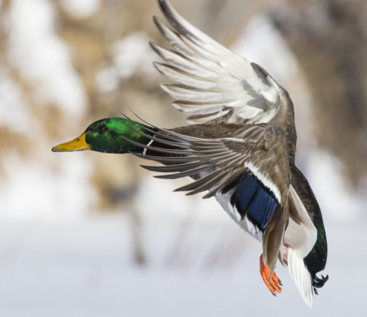 Caccia da appostamento in Toscana: ok a mozione su cessione autorizzazioni germano reale in volo caccia da appostamento