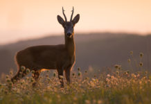 Gestione faunistica e caccia, Costa si esprime sulle competenze gestione faunistica capriolo