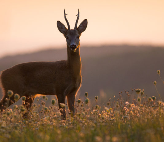 Gestione faunistica e caccia, Costa si esprime sulle competenze gestione faunistica capriolo