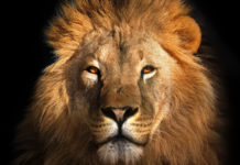 Inizia la storia di Hamberlin come amministratore delegato di Safari Club International