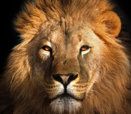 Inizia la storia di Hamberlin come amministratore delegato di Safari Club International