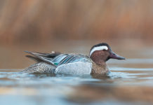 Migrazione prenuziale: il ruolo dei laghi da caccia marzaiola migrazione prenuziale in laghi da caccia