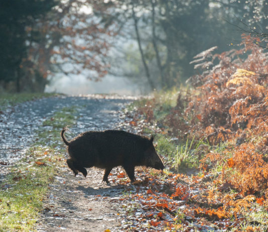 Legge sulla caccia, il governo apre a modifica per contenimento cinghiali cinghiale su sentiero nella foresta: modifica legge sulla caccia per contrastare proliferazione cinghiali