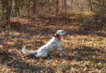 Cane da montagna, da beccacce e da beccaccini: ecco data e luogo del convegno setter cane da montagna