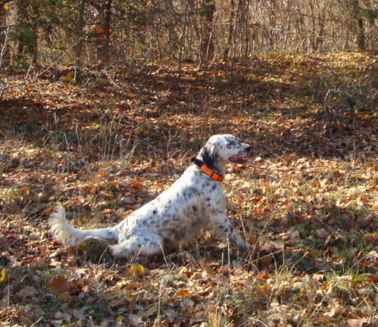 Cane da montagna, da beccacce e da beccaccini: ecco data e luogo del convegno setter cane da montagna