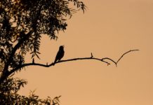Caccia al tordo bottaccio da appostamento fisso con i richiami vivi Tordo bottaccio