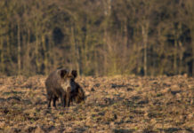 Caccia di selezione al cinghiale, ecco le date in Piemonte Caccia di selezione al cinghiale, ecco le date in Piemonte