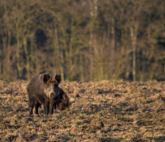 Caccia di selezione al cinghiale, ecco le date in Piemonte Caccia di selezione al cinghiale, ecco le date in Piemonte