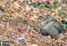 Calendario venatorio dell’Emilia Romagna, primo sì in commissione Calendario venatorio dell’Emilia Romagna, primo sì in commissione