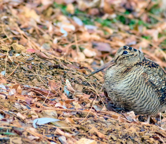 Calendario venatorio dell’Emilia Romagna, primo sì in commissione Calendario venatorio dell’Emilia Romagna, primo sì in commissione