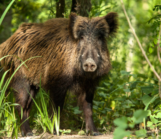 Gestione del cinghiale, Tar Lombardia sul piano di controllo di Brescia gestione del cinghiale: cinghiale nel bosco