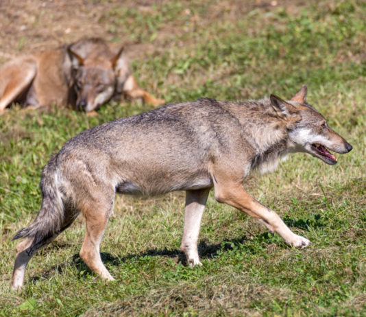 Piano lupo, ministero invia documento a Conferenza Stato-Regioni Piano lupo, due lupi a Entracque, nelle Alpi marittime